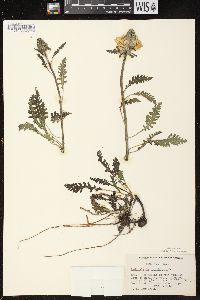 Pedicularis canadensis subsp. canadensis image