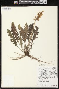 Pedicularis canadensis subsp. canadensis image