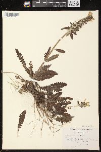 Pedicularis canadensis subsp. canadensis image