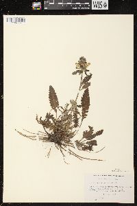 Pedicularis canadensis subsp. canadensis image