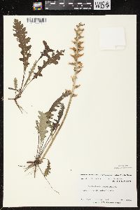 Pedicularis canadensis subsp. canadensis image