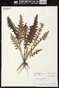 Pedicularis canadensis subsp. canadensis image