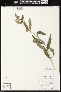 Pedicularis lanceolata image