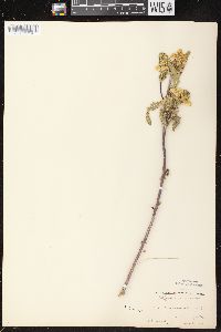 Pedicularis lanceolata image