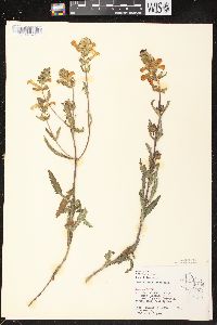 Pedicularis lanceolata image