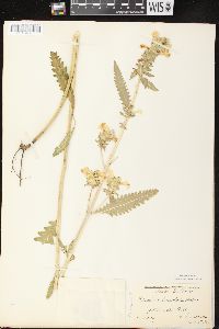 Pedicularis lanceolata image