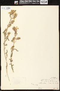 Pedicularis lanceolata image