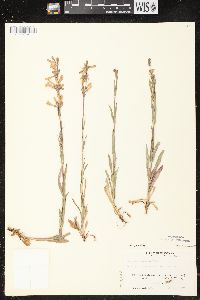 Penstemon gracilis image