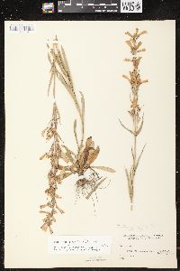 Penstemon gracilis image