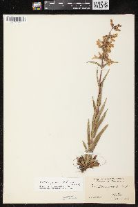 Penstemon gracilis image