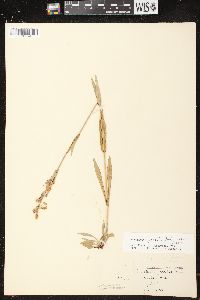 Penstemon gracilis image