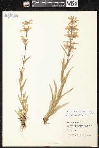 Penstemon gracilis subsp. gracilis image