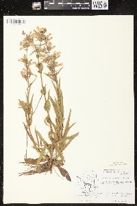 Penstemon gracilis image