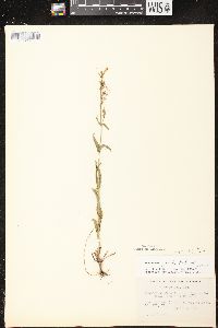 Penstemon gracilis image