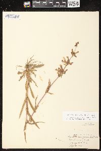 Penstemon gracilis image