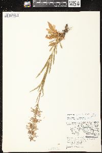 Penstemon gracilis image