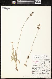 Penstemon gracilis subsp. gracilis image