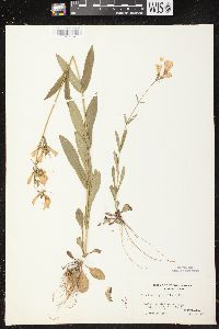 Penstemon gracilis subsp. gracilis image