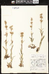 Penstemon gracilis subsp. gracilis image