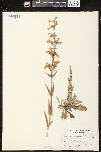 Penstemon gracilis image