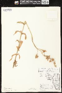 Penstemon gracilis image