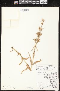 Penstemon gracilis image