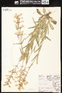 Penstemon gracilis image