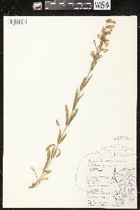 Penstemon gracilis image