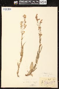 Penstemon gracilis image