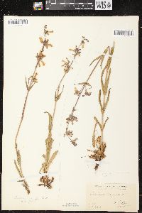 Penstemon gracilis subsp. gracilis image