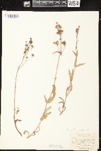 Penstemon gracilis image