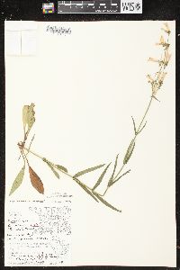 Penstemon gracilis image