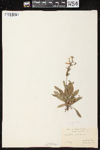 Penstemon gracilis image