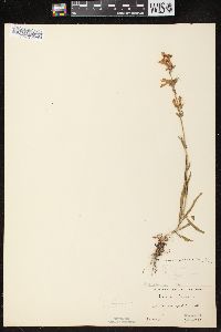 Penstemon gracilis image