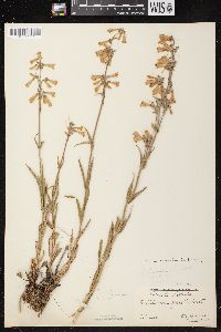 Penstemon gracilis image