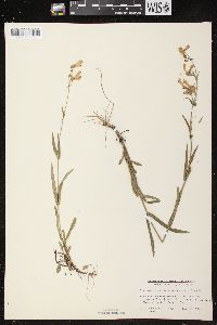 Penstemon gracilis image