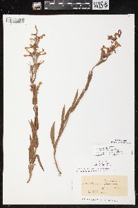 Penstemon gracilis image