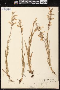 Penstemon gracilis image