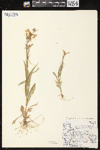 Penstemon gracilis image