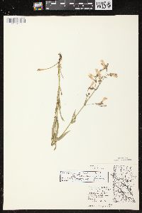 Penstemon gracilis image