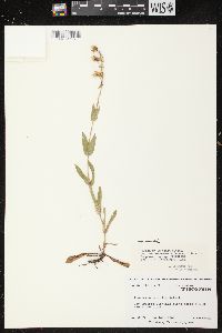 Penstemon gracilis image