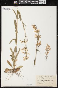 Penstemon gracilis image