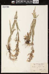 Penstemon gracilis image