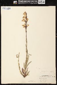 Penstemon gracilis image