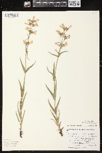 Penstemon gracilis image