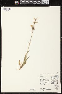 Penstemon gracilis image