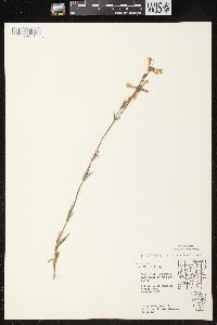 Penstemon gracilis image