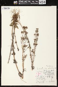 Penstemon gracilis image