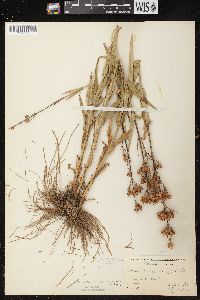 Penstemon gracilis image