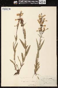 Penstemon gracilis image